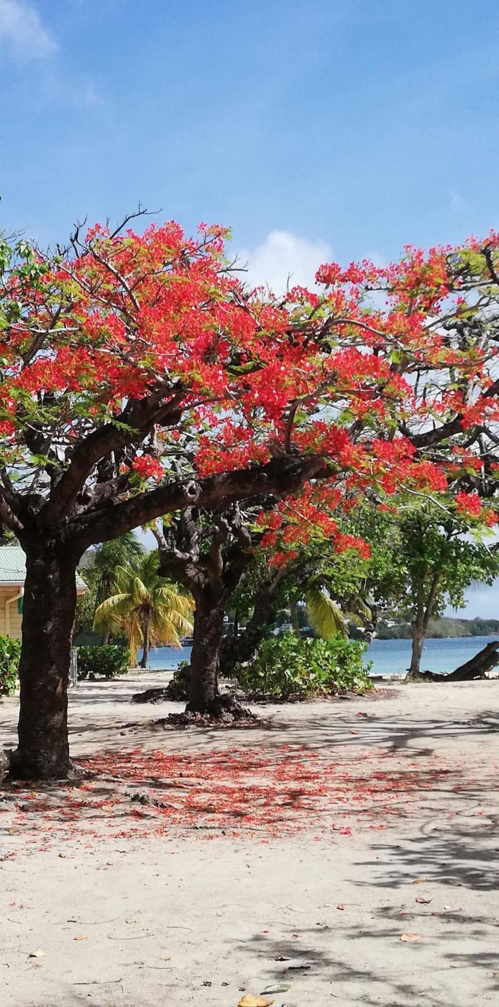 Bigouz Residence La Plage De L'Anse Caritan Sainte-Anne Exterior foto