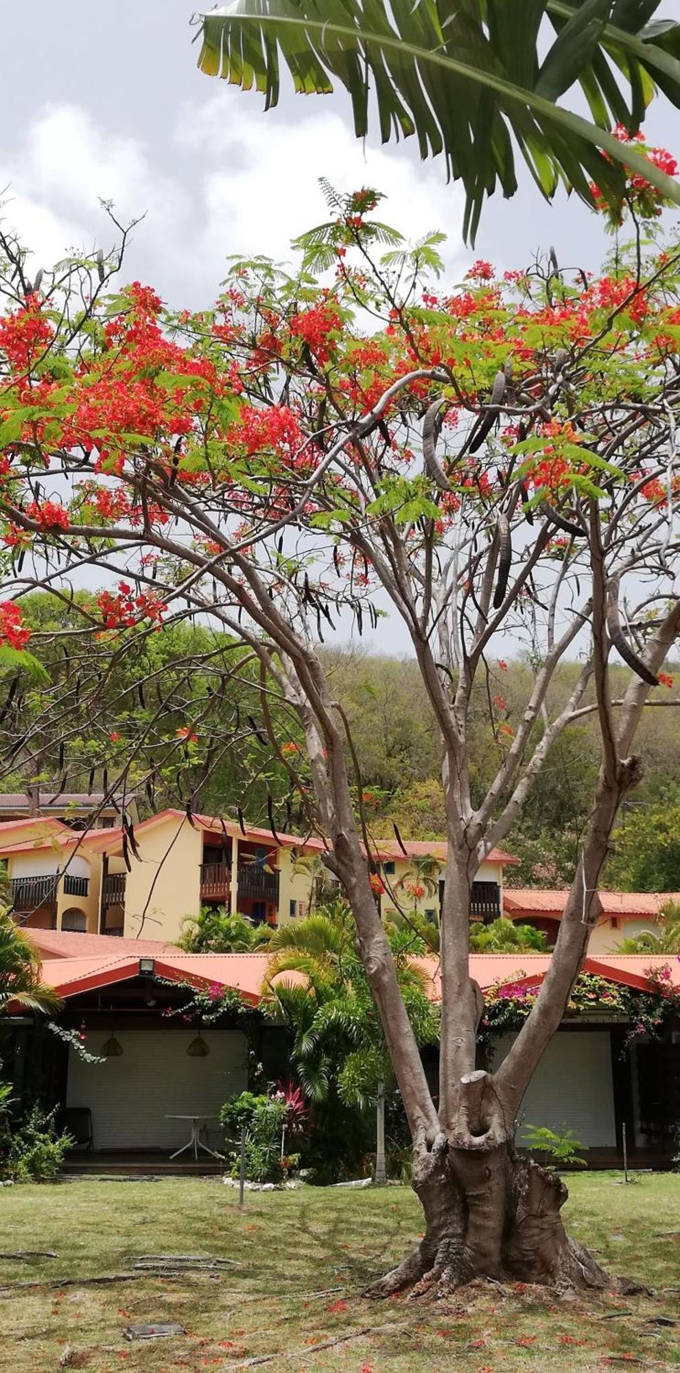 Bigouz Residence La Plage De L'Anse Caritan Sainte-Anne Exterior foto